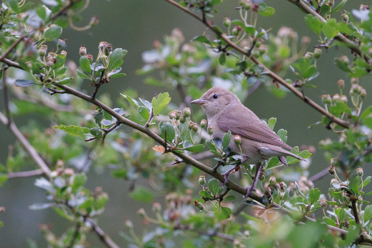 Garden Warbler - ML620038151