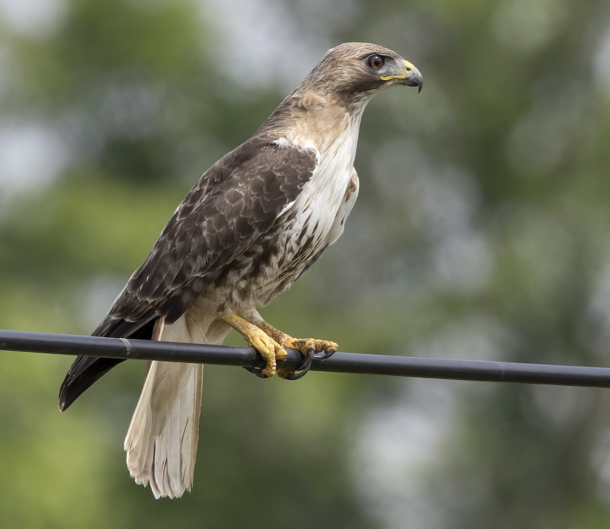Red-tailed Hawk - ML620038156