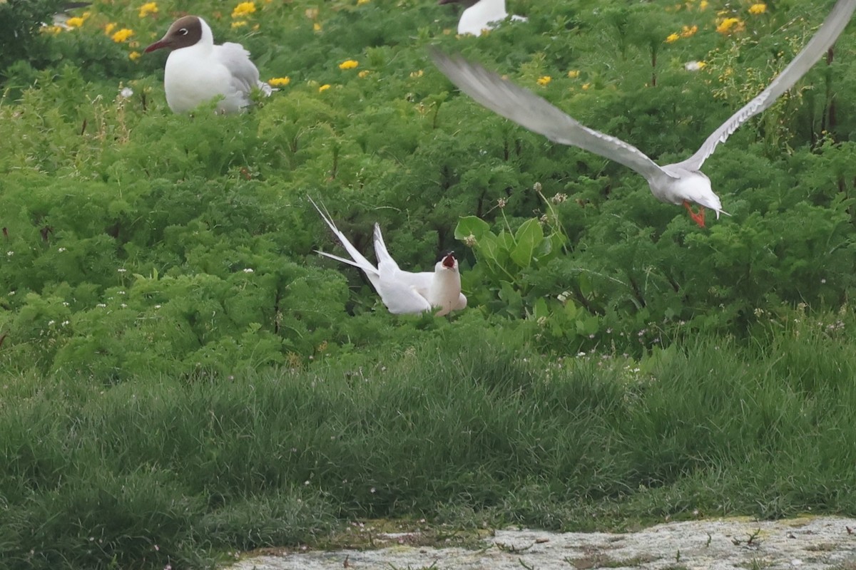 Roseate Tern - ML620038164