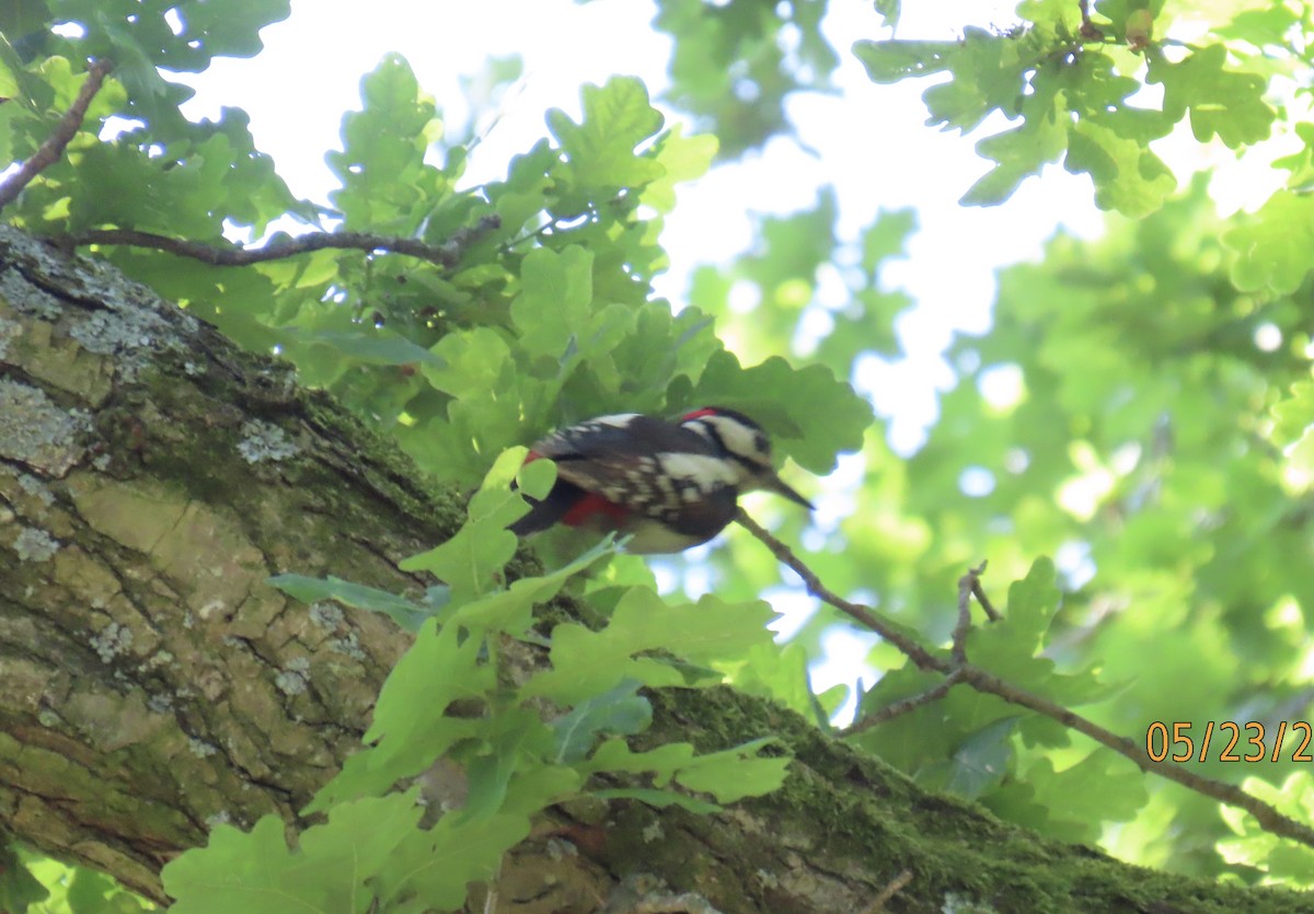 Great Spotted Woodpecker - ML620038179