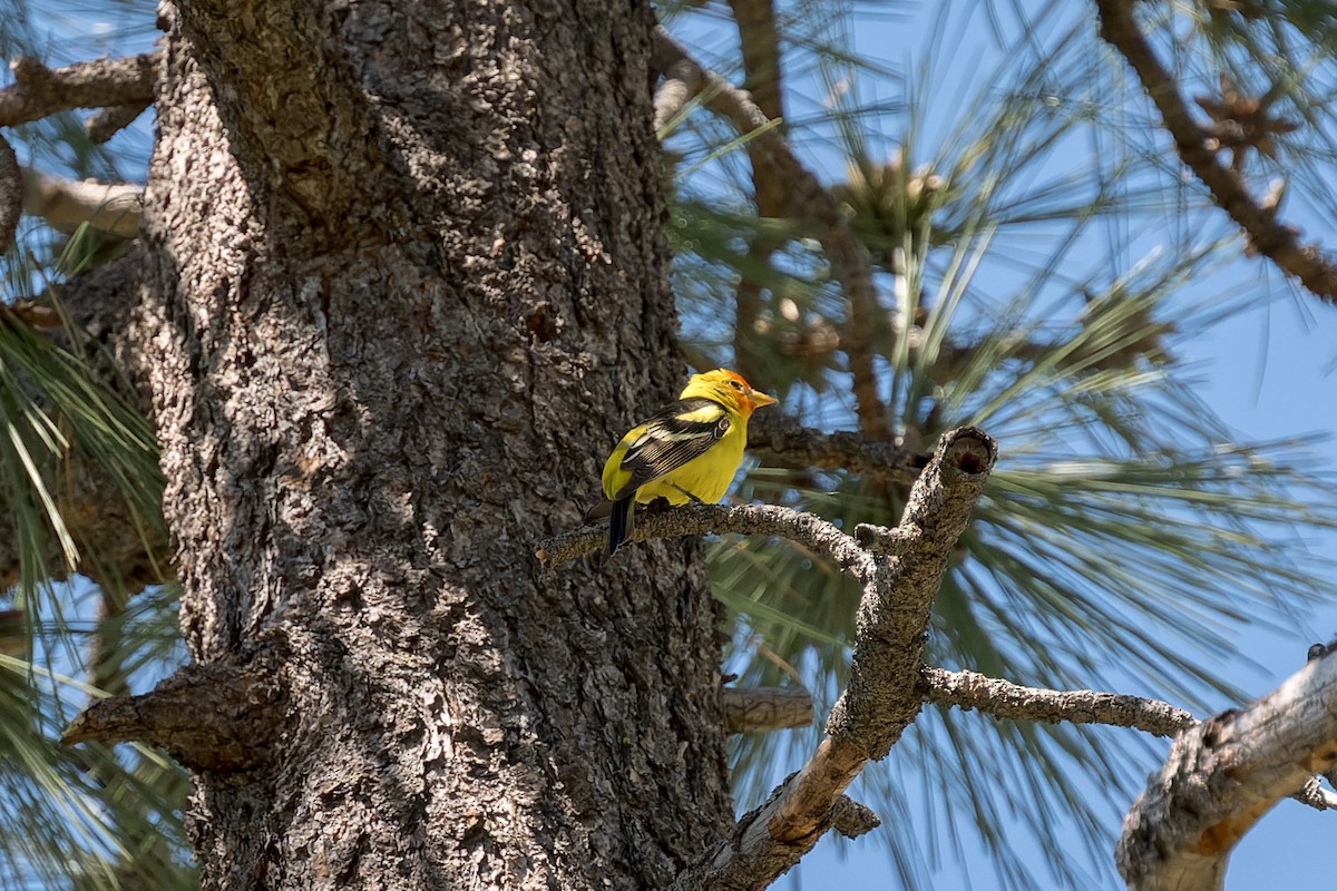 Western Tanager - ML620038182