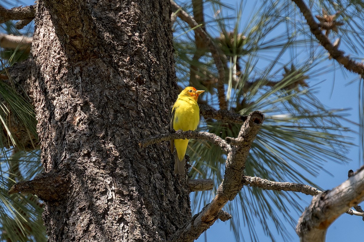 Western Tanager - ML620038183