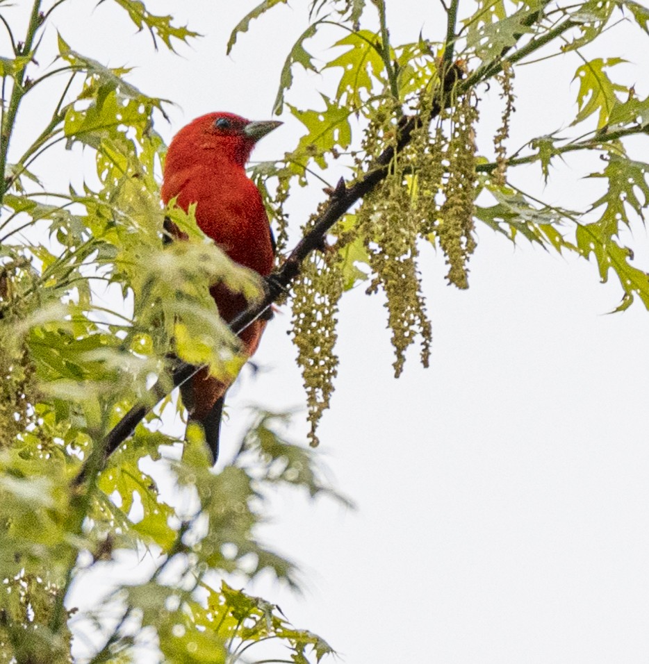 Scarlet Tanager - ML620038188