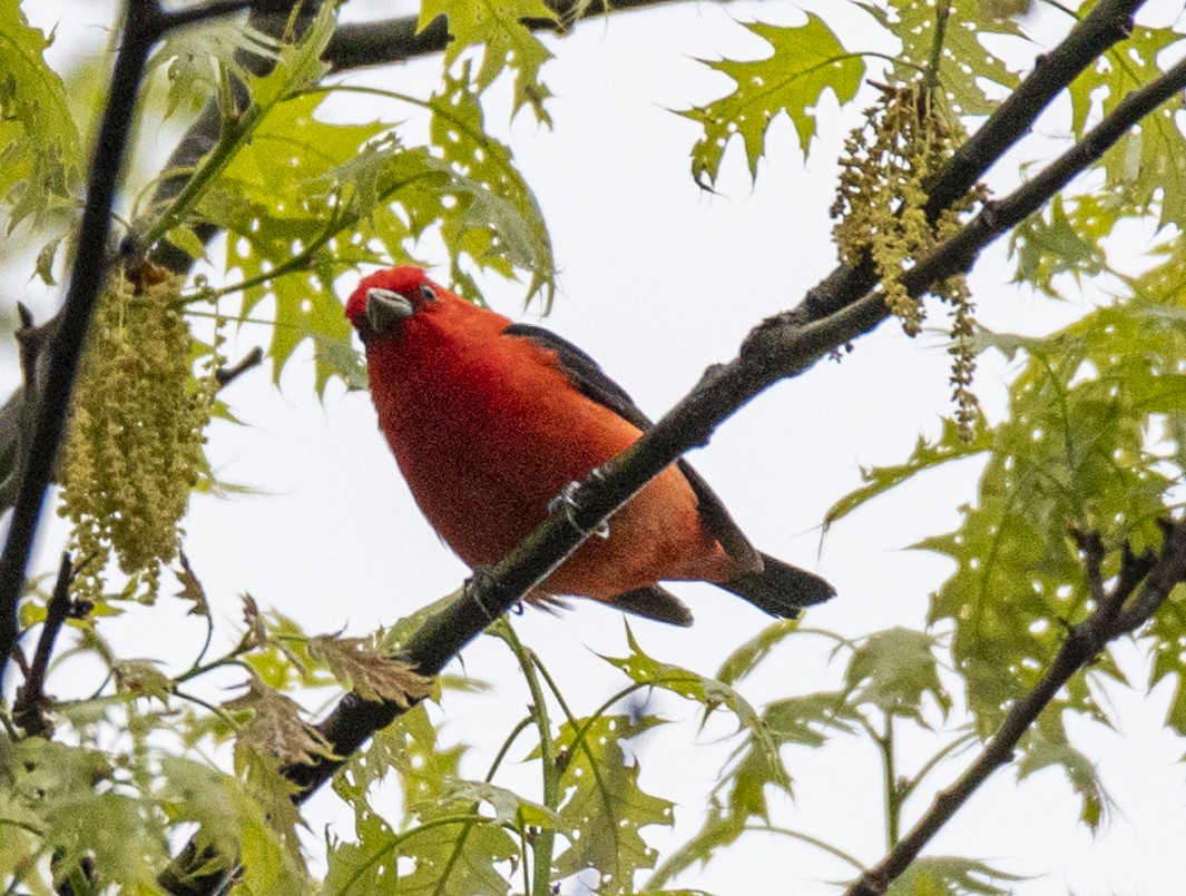 Scarlet Tanager - ML620038189