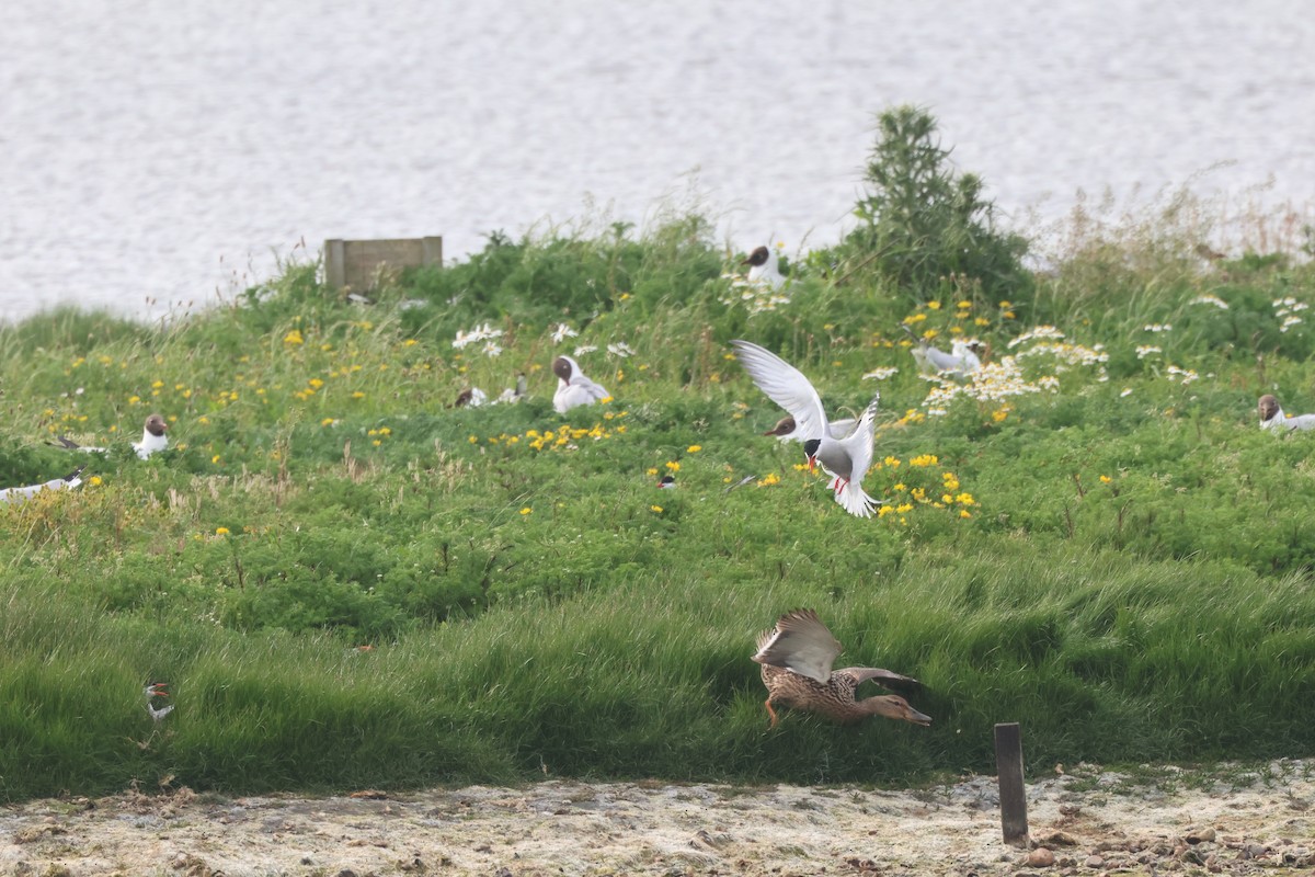 Common Tern - ML620038194