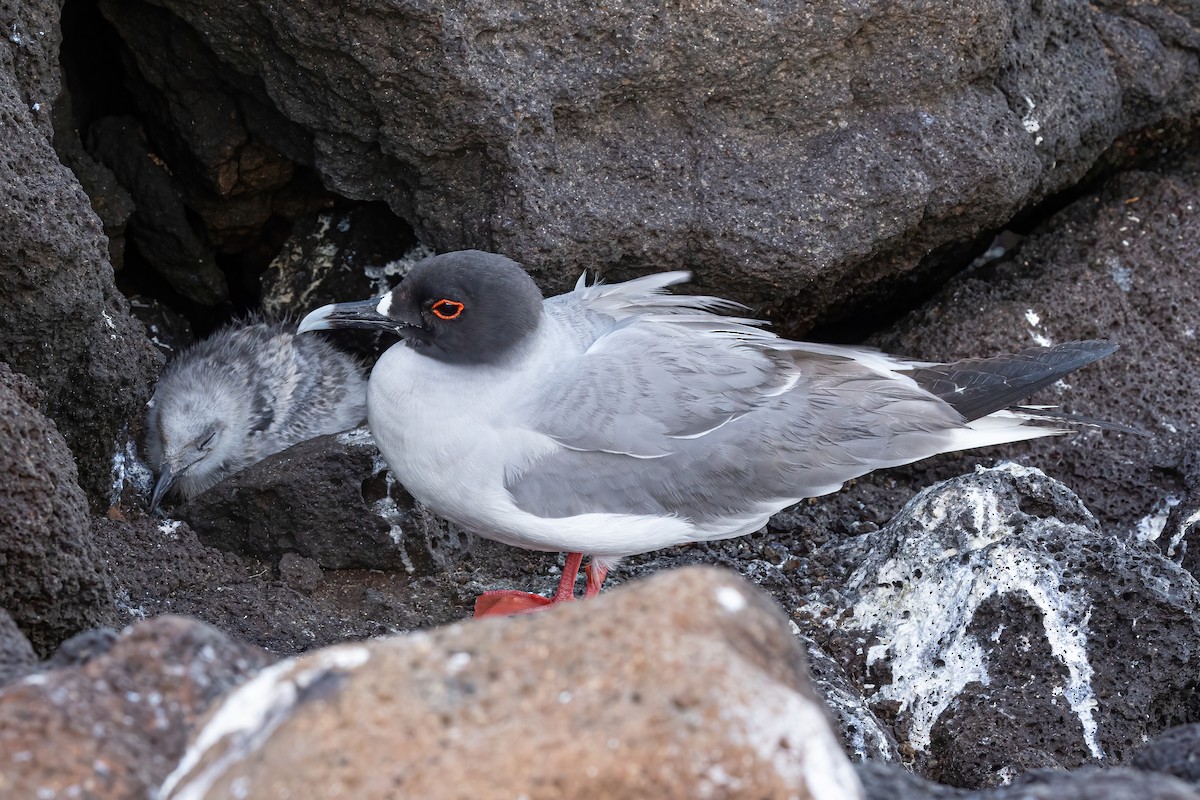 Swallow-tailed Gull - ML620038197
