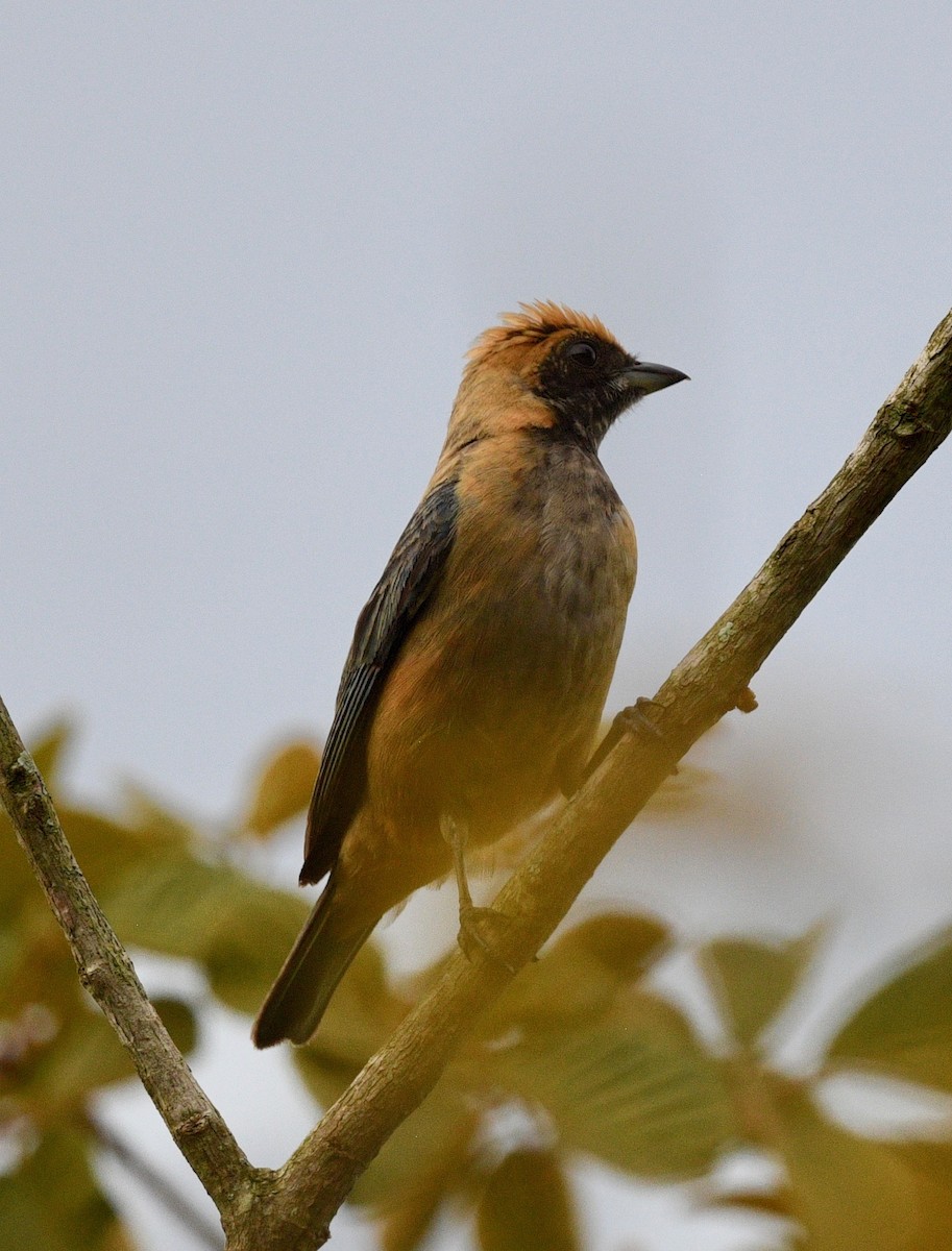 Burnished-buff Tanager - ML620038198