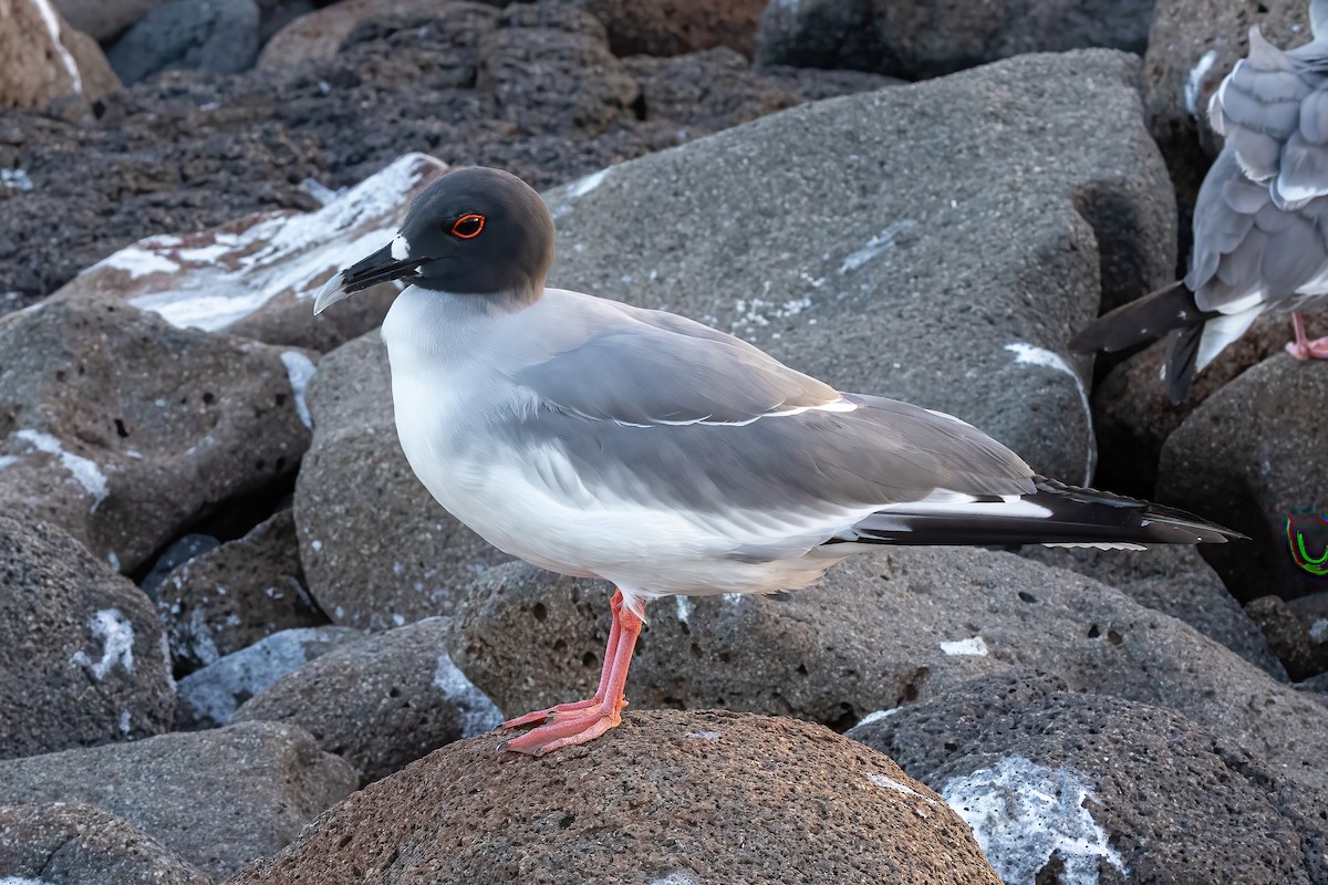 Swallow-tailed Gull - ML620038206