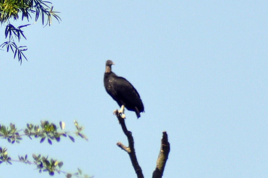 Black Vulture - ML620038207