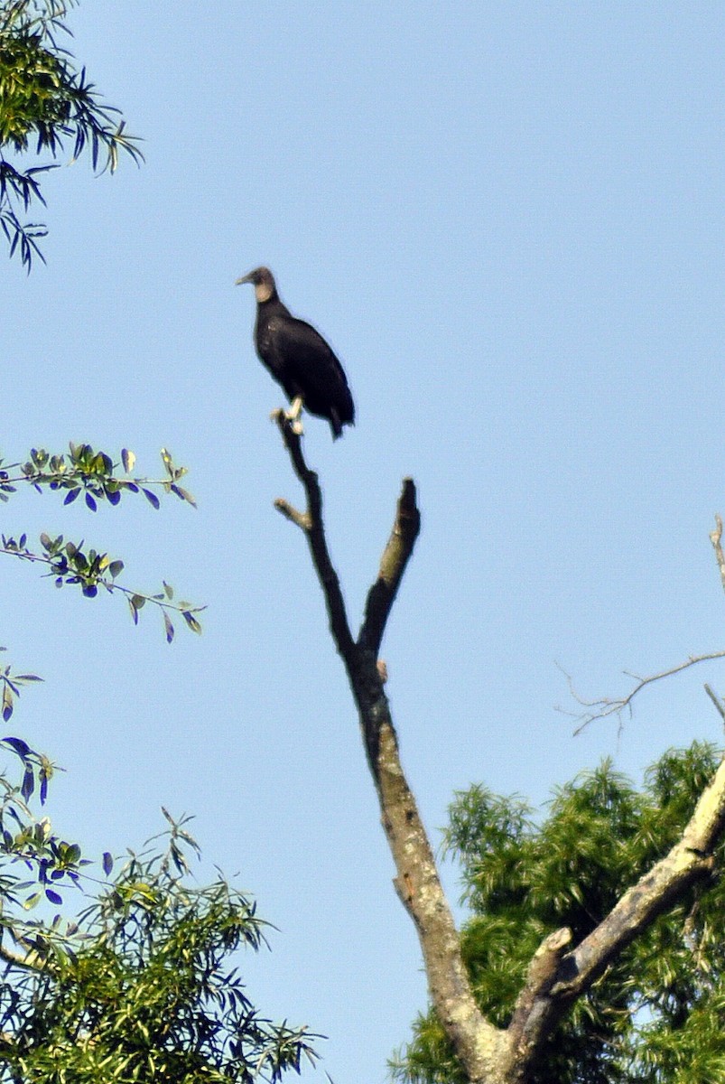 Black Vulture - ML620038208