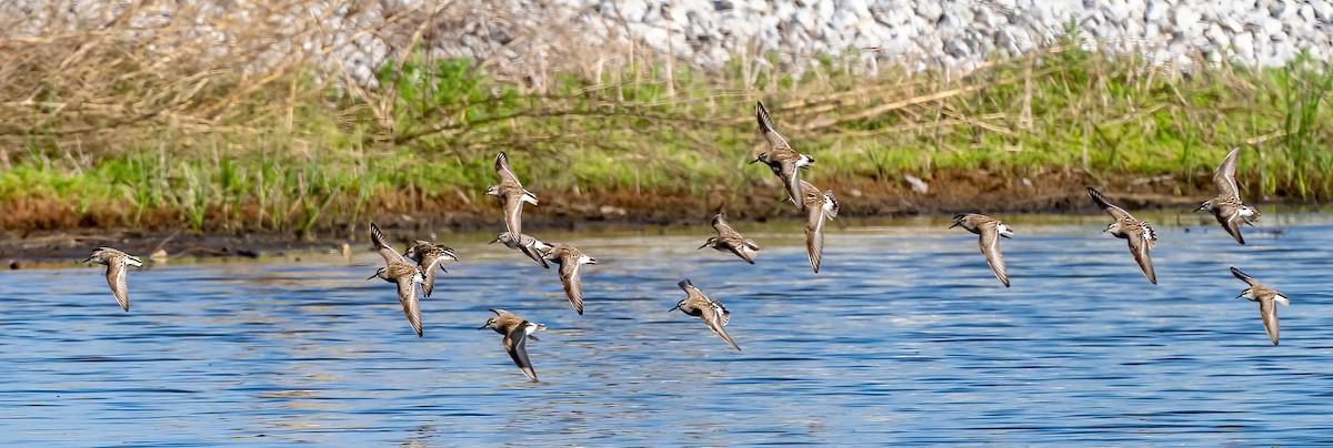 White-rumped Sandpiper - ML620038215