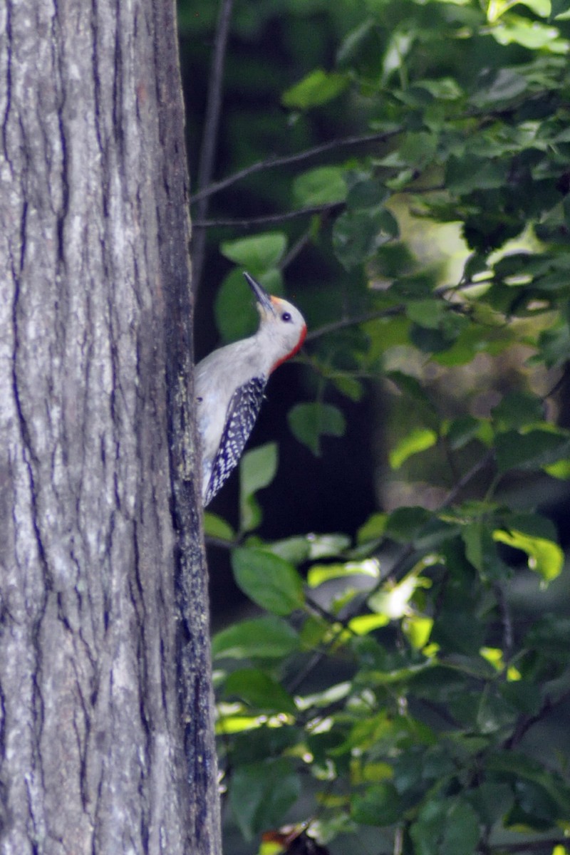 Red-bellied Woodpecker - ML620038216