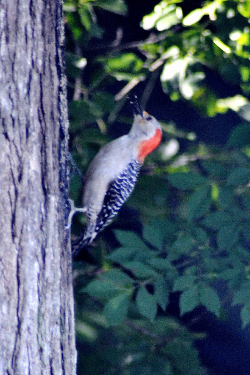 Red-bellied Woodpecker - ML620038217