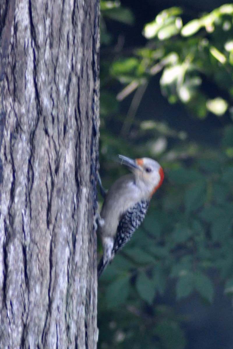 Red-bellied Woodpecker - ML620038218