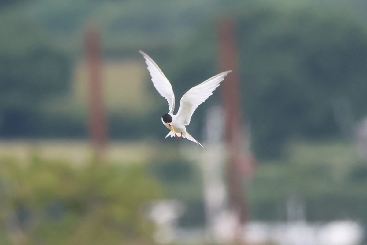 Little Tern - ML620038222