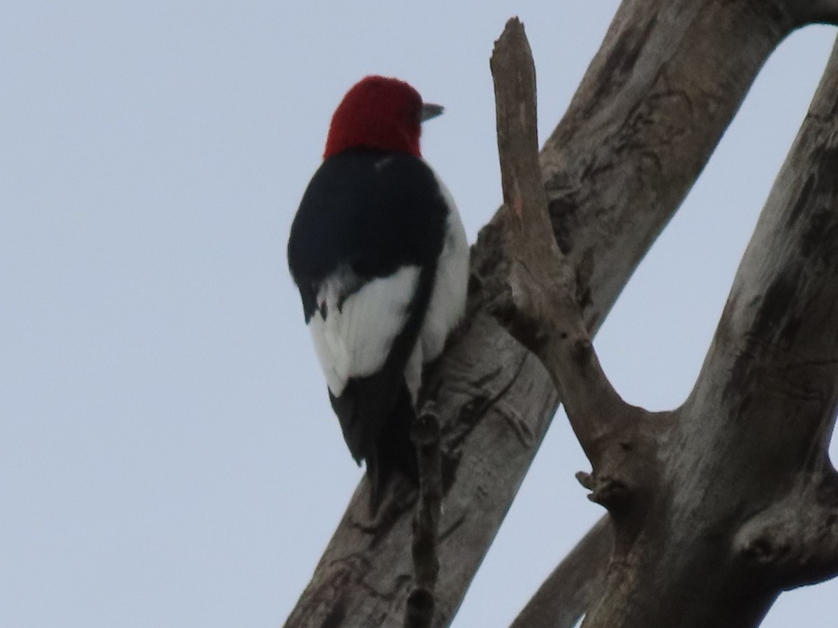 Red-headed Woodpecker - ML620038223