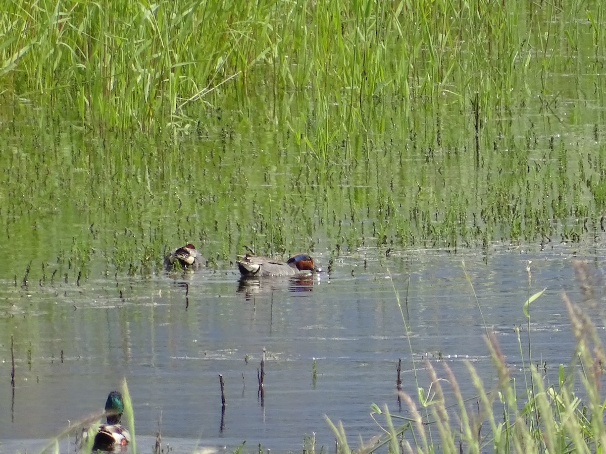 Green-winged Teal - ML620038234