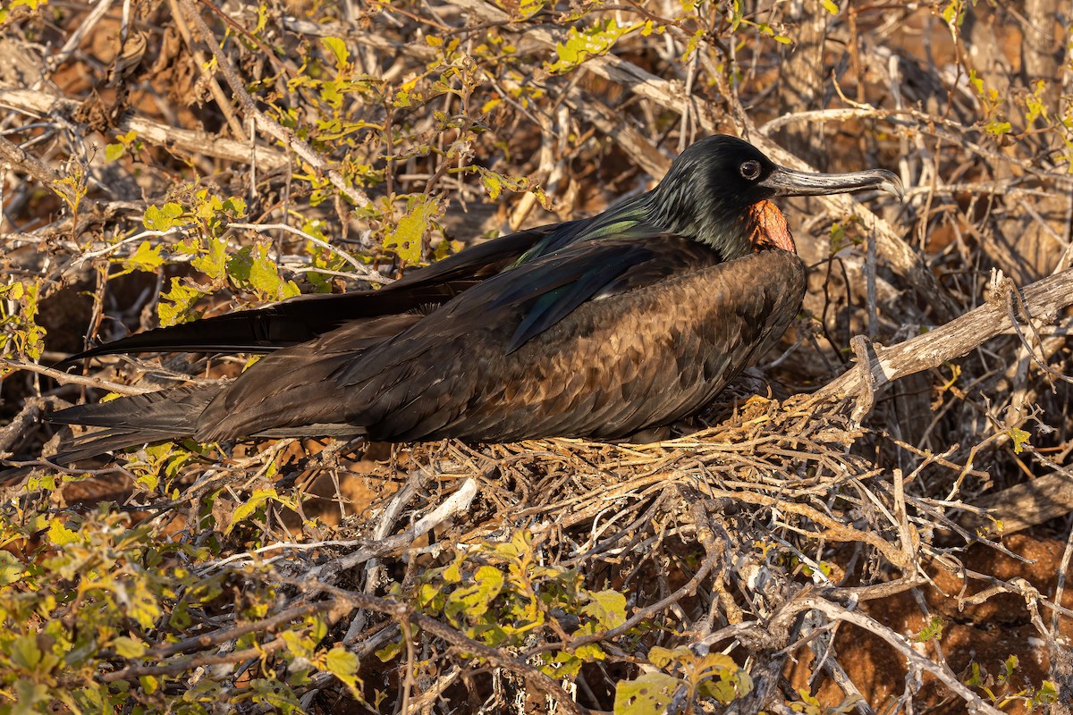 Bindenfregattvogel - ML620038250