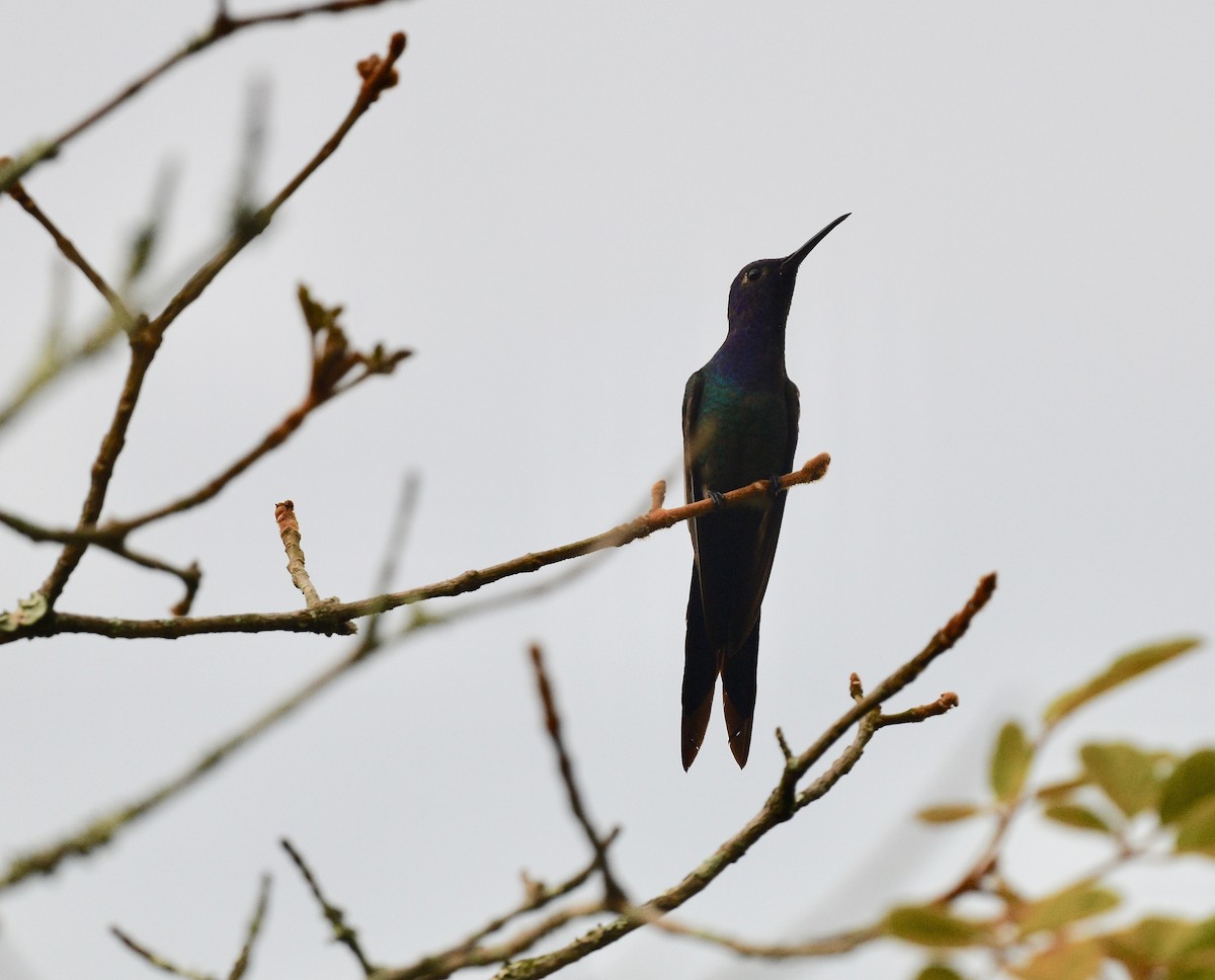 Swallow-tailed Hummingbird - ML620038254