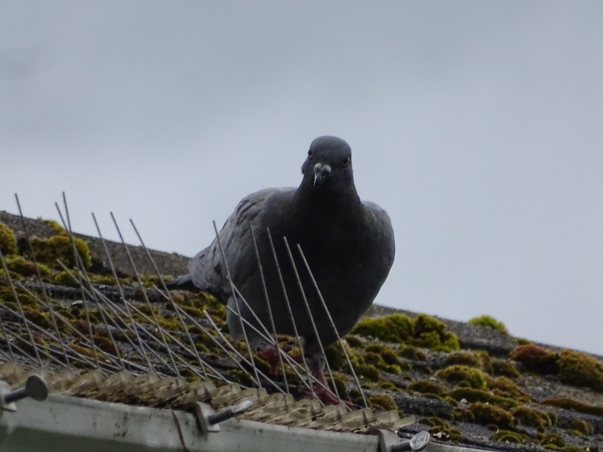 Rock Pigeon (Feral Pigeon) - ML620038255