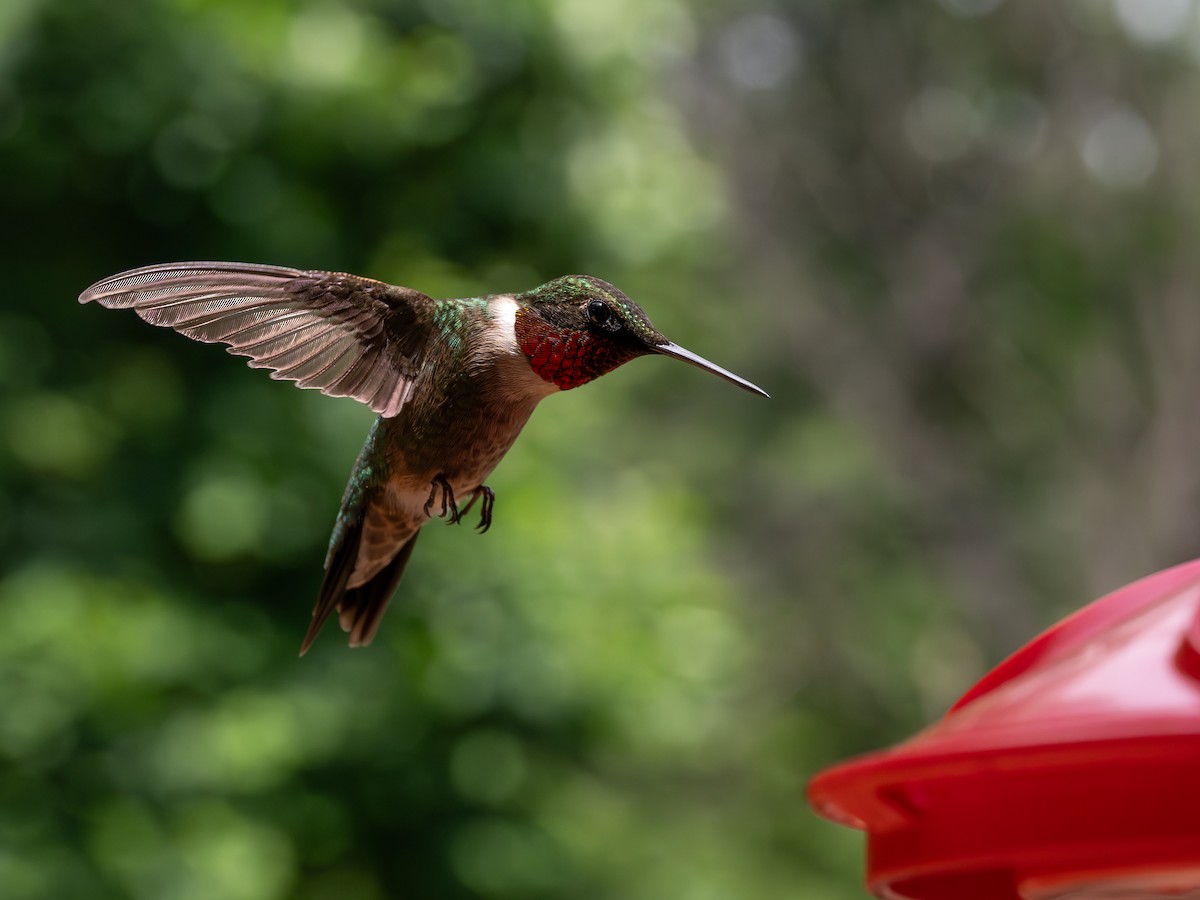 Ruby-throated Hummingbird - ML620038256