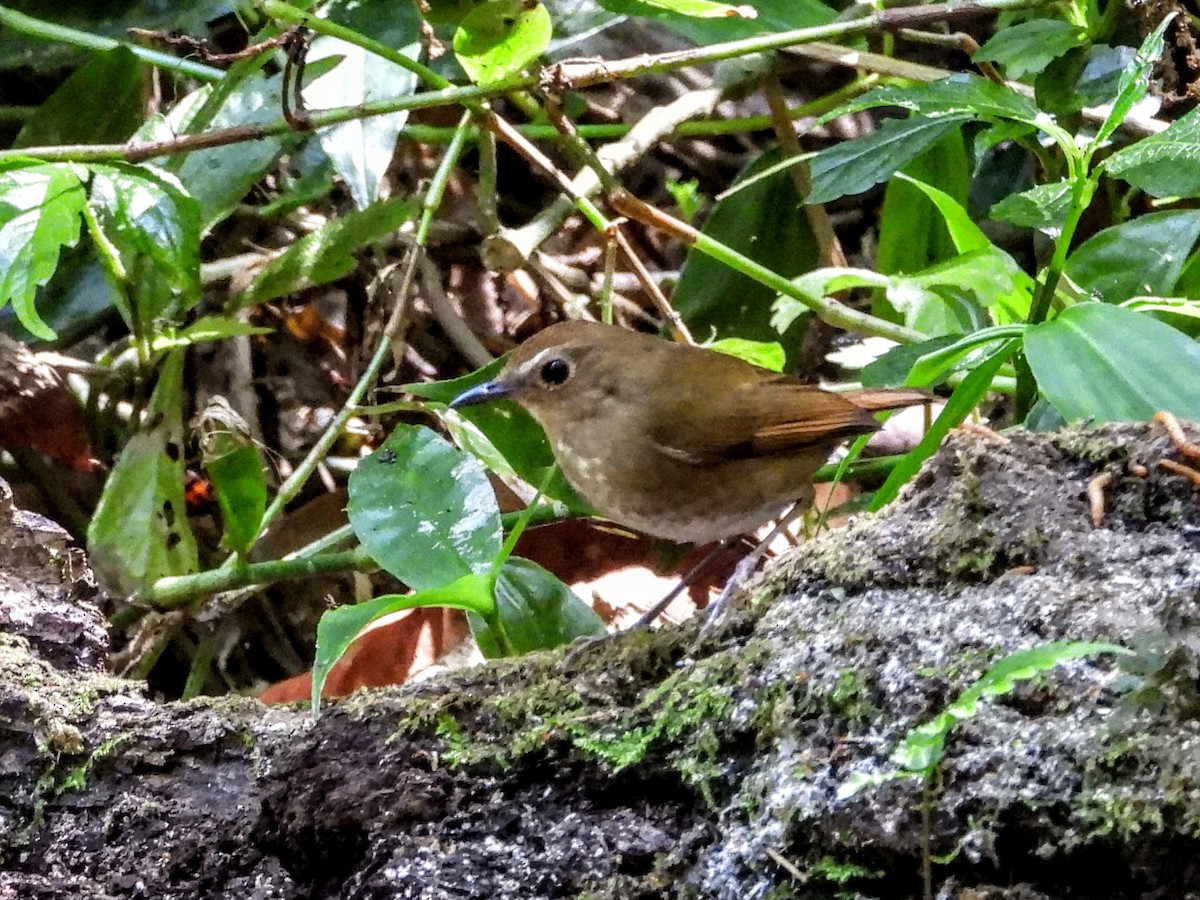 Lesser Shortwing - Warren Regelmann