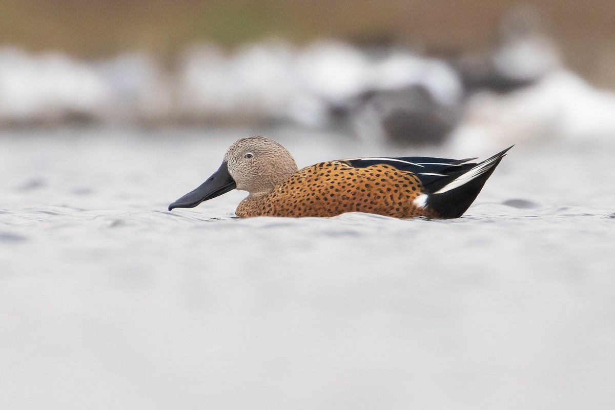 Red Shoveler - ML620038277