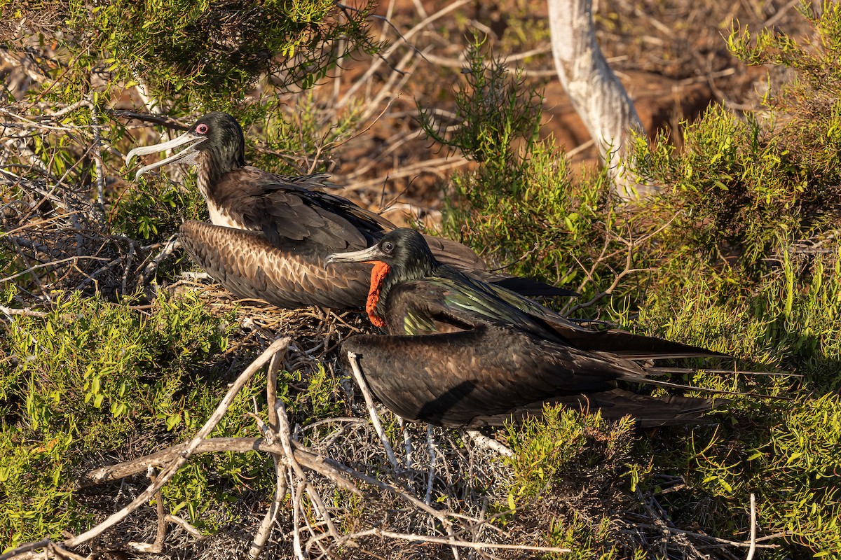 Bindenfregattvogel - ML620038278