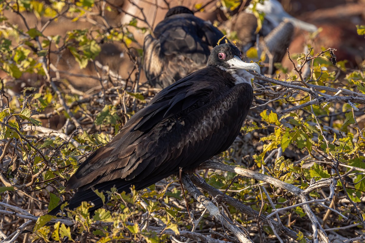 Bindenfregattvogel - ML620038287