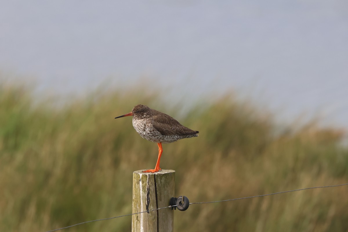 Common Redshank - ML620038289