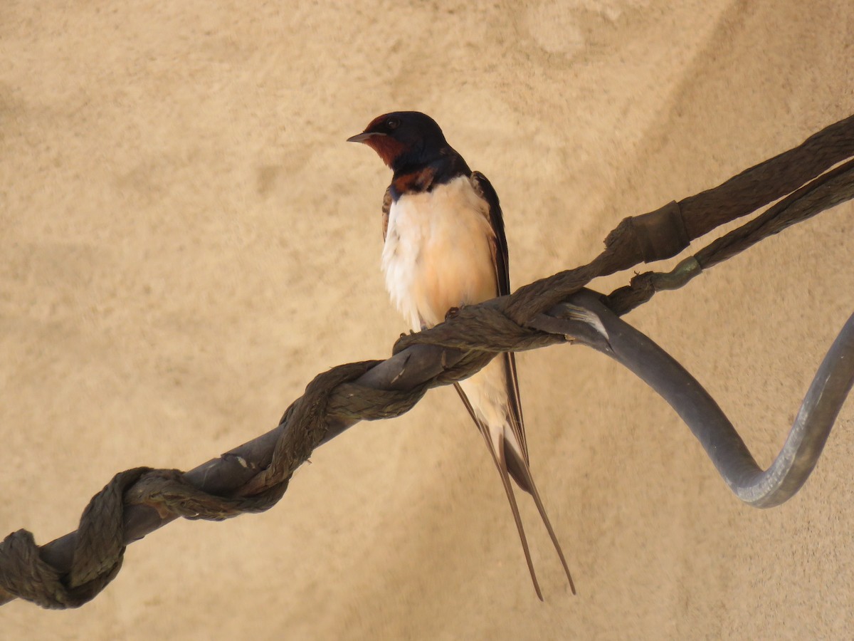 Barn Swallow - ML620038312