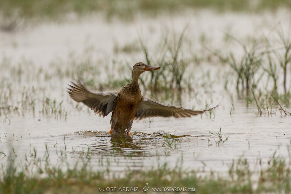 Northern Shoveler - ML620038317