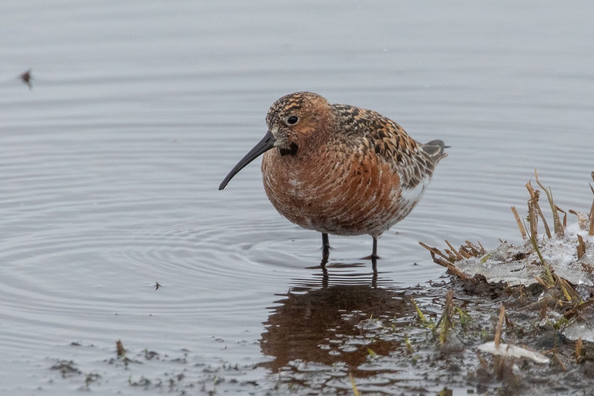 Curlew Sandpiper - ML620038326