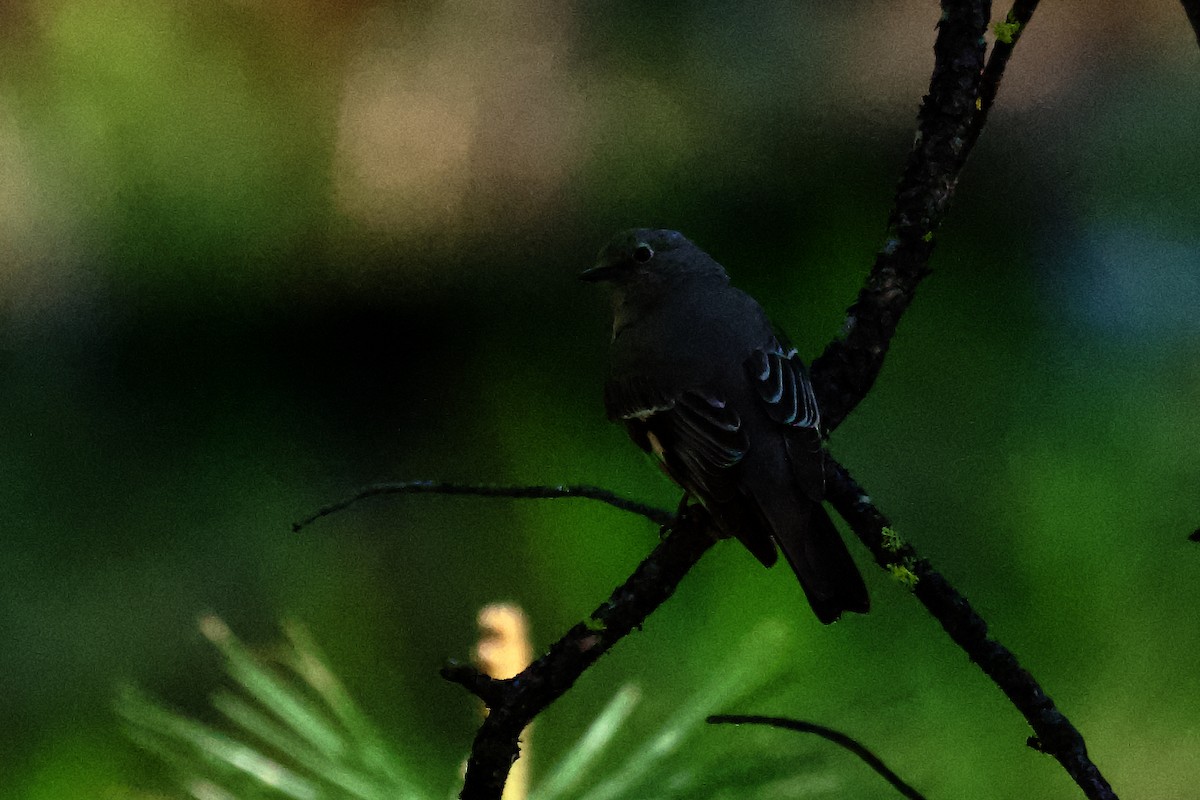 Townsend's Solitaire - ML620038328