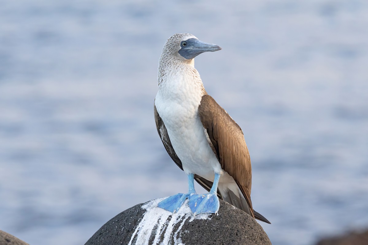Blue-footed Booby - ML620038329