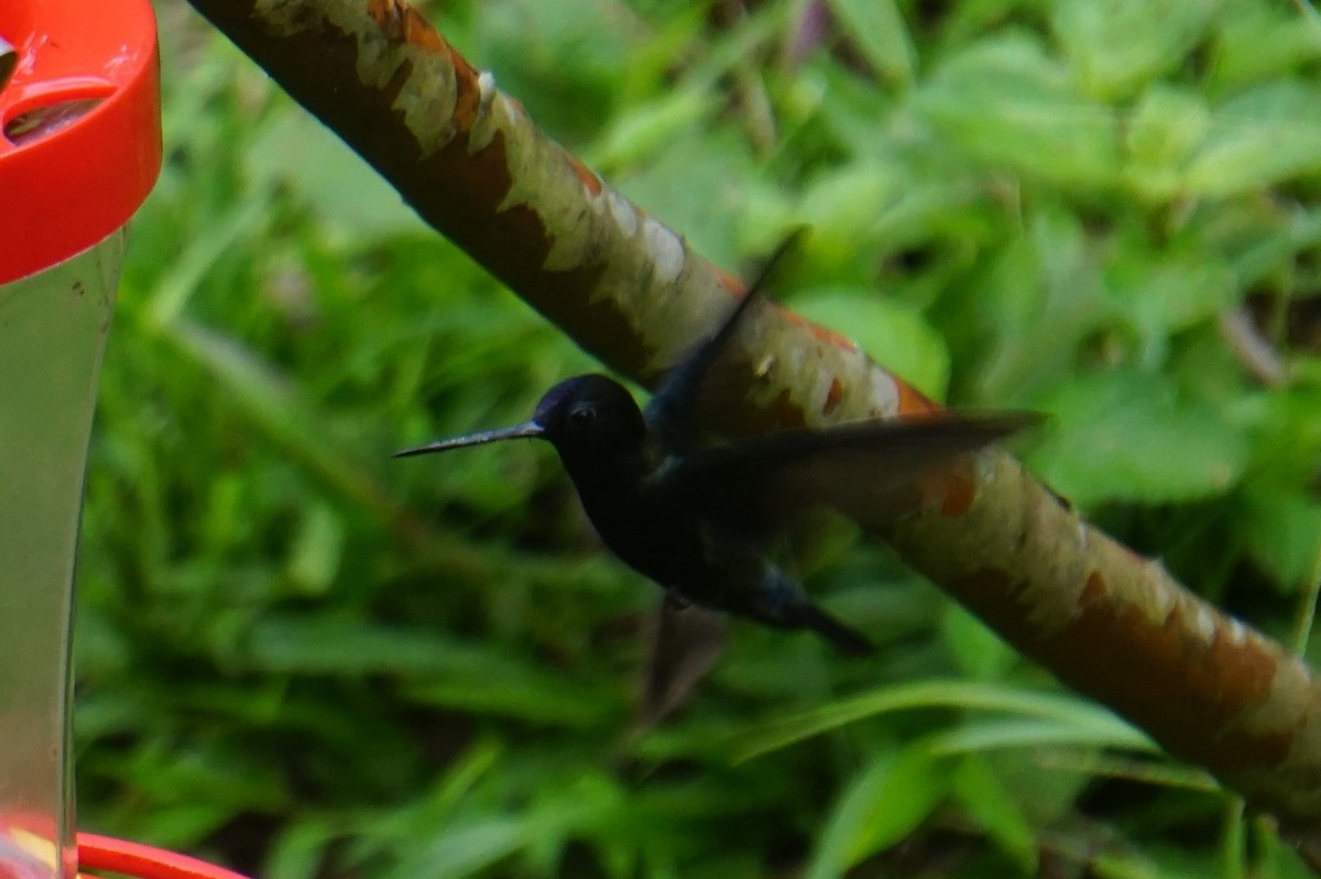 kolibřík modročelý - ML620038337