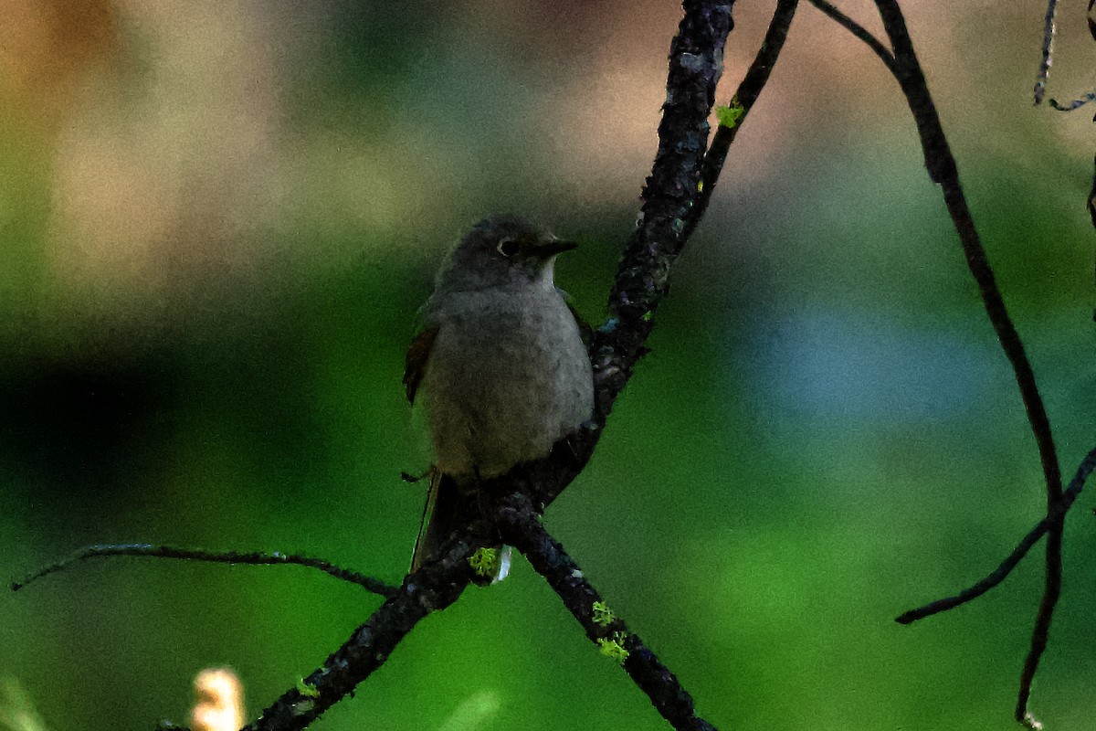 Townsend's Solitaire - ML620038339