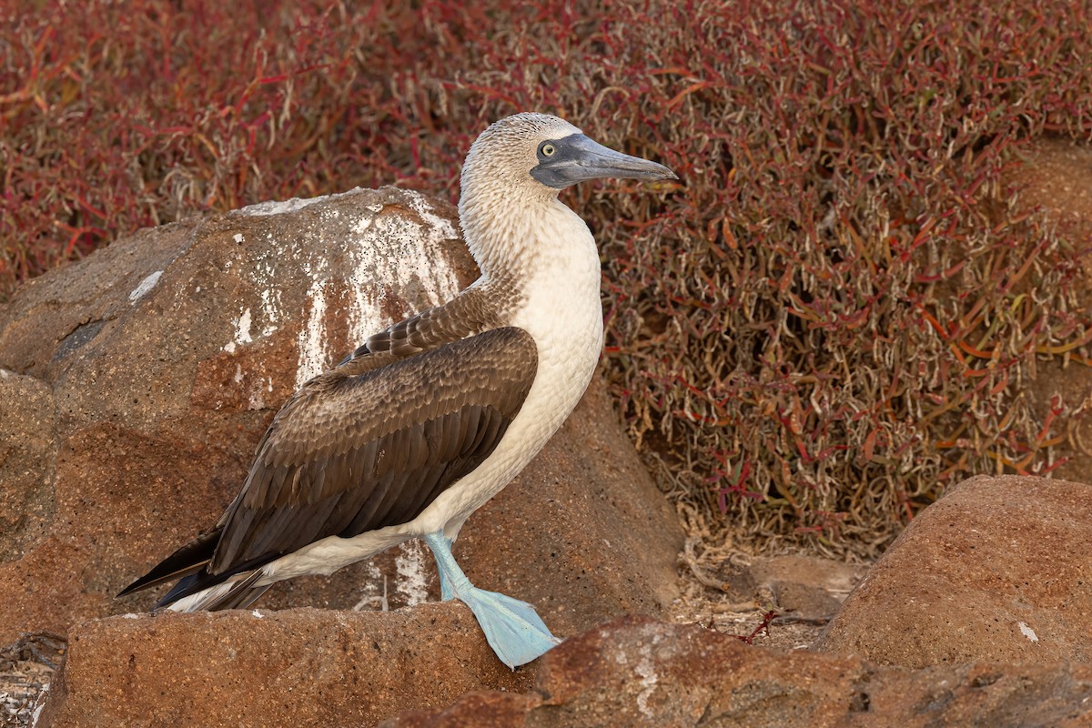 Blue-footed Booby - ML620038343