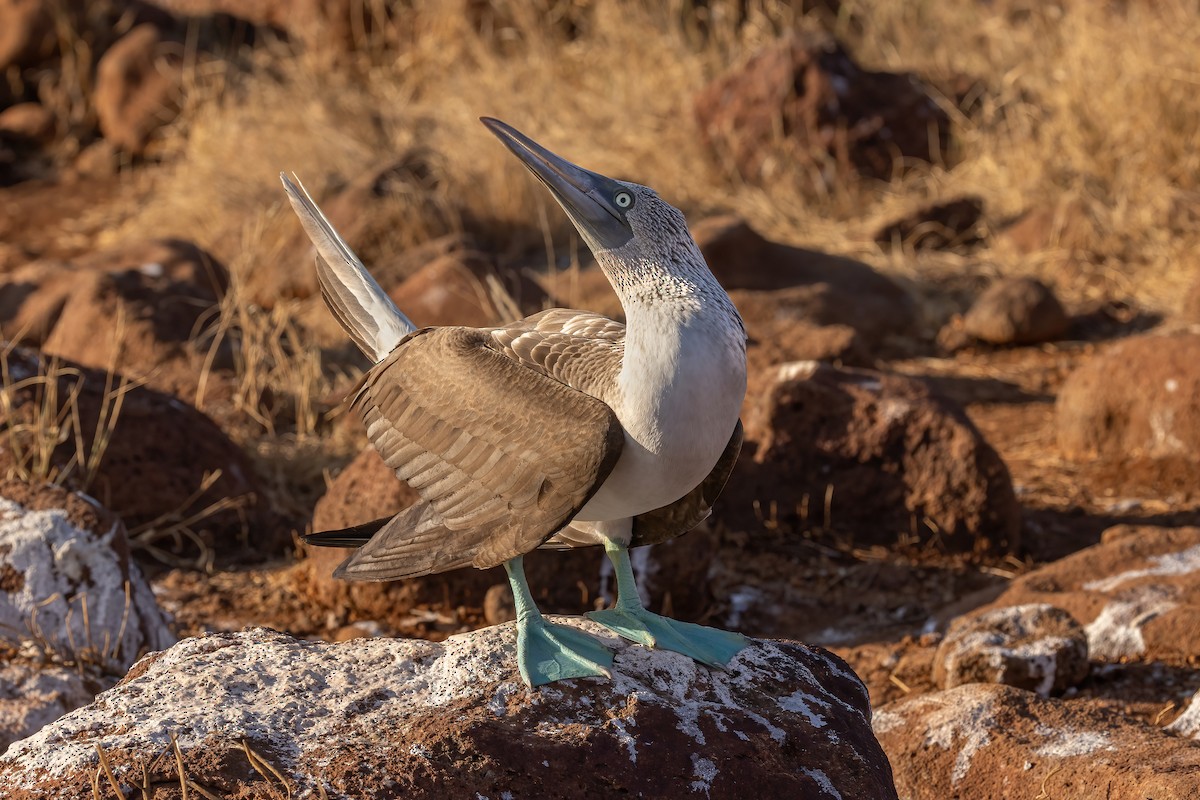 Blue-footed Booby - ML620038348