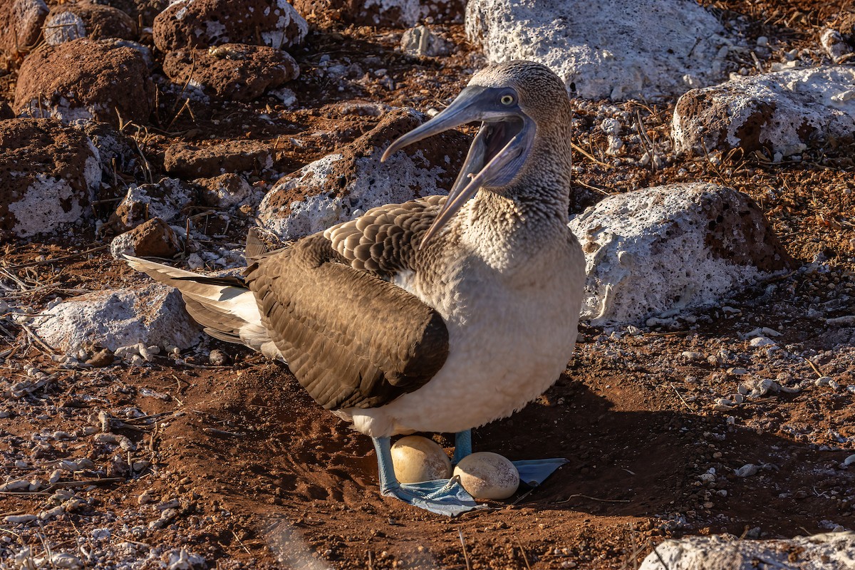 Blue-footed Booby - ML620038357