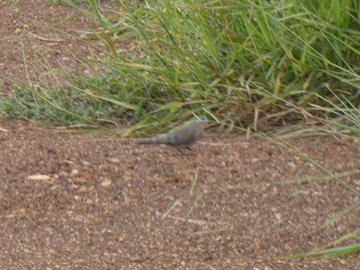 Emerald-spotted Wood-Dove - ML620038359