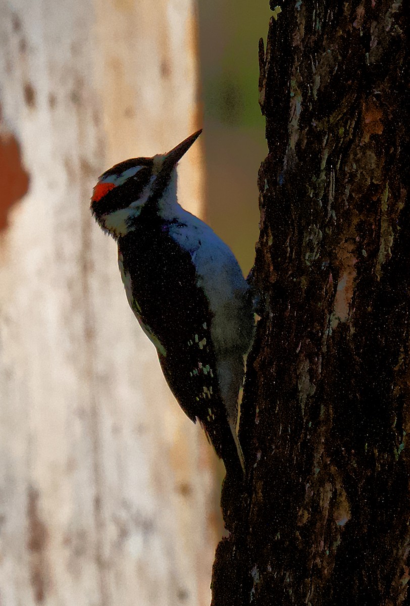 Hairy Woodpecker - ML620038367