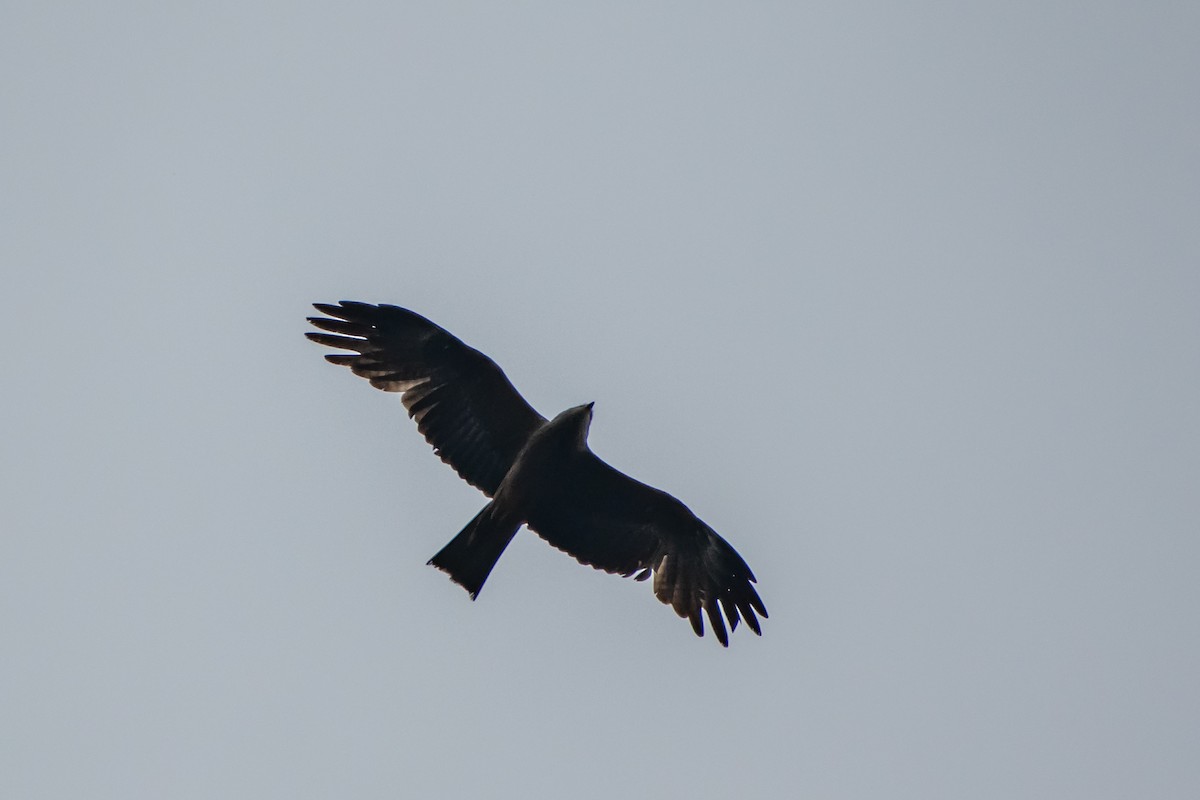 Black Kite (Black) - ML620038373