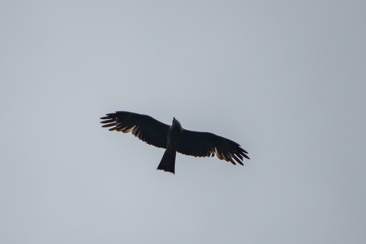 Black Kite (Black) - ML620038377