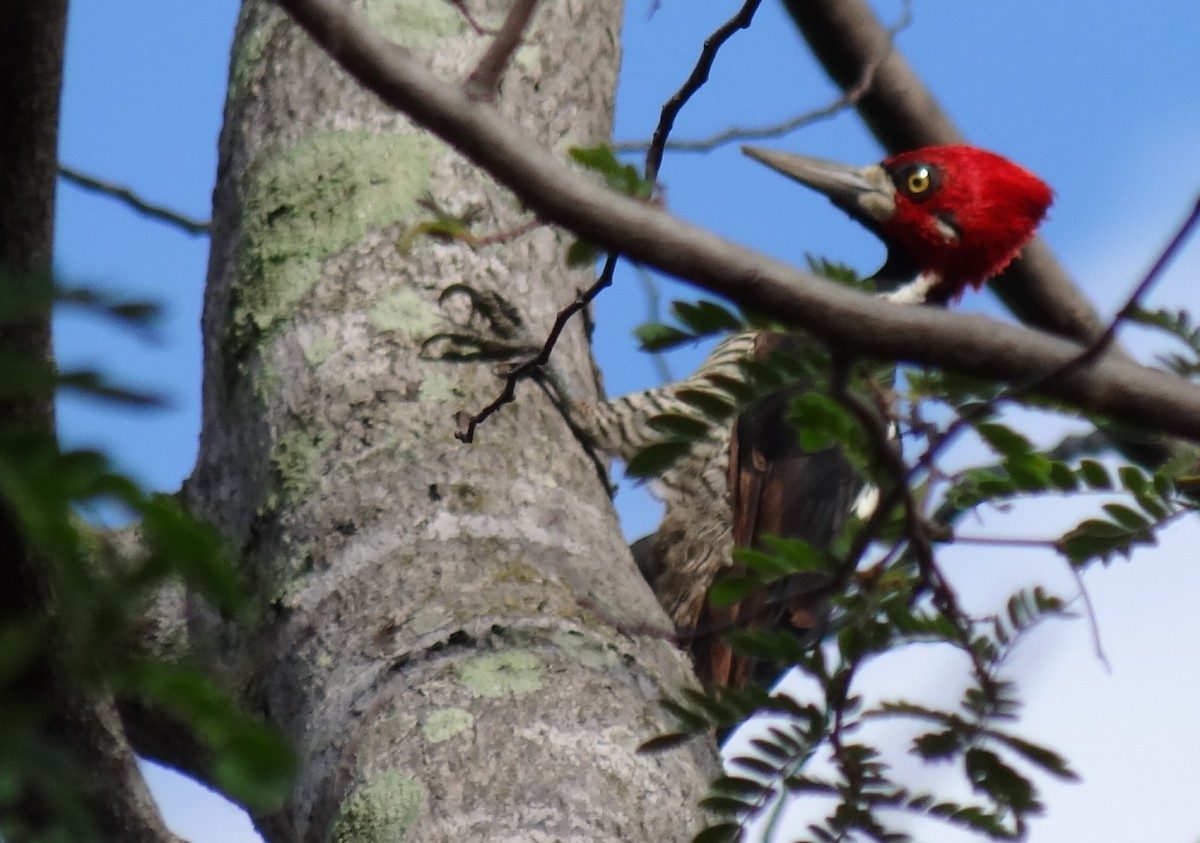 Crimson-crested Woodpecker - ML620038390