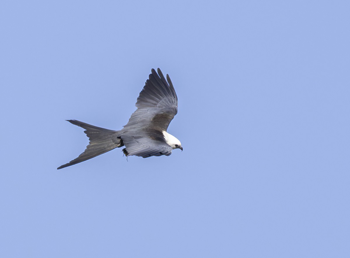 Swallow-tailed Kite - ML620038408