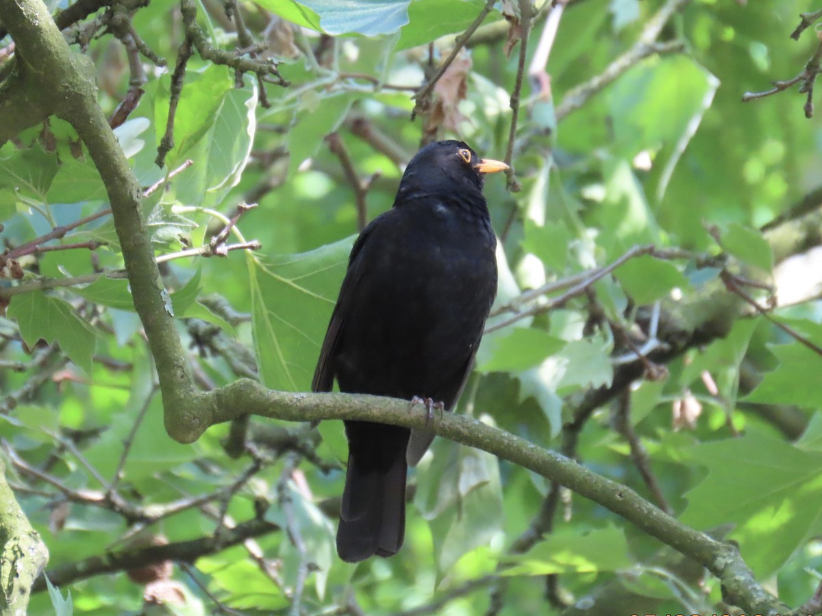 Eurasian Blackbird - ML620038414