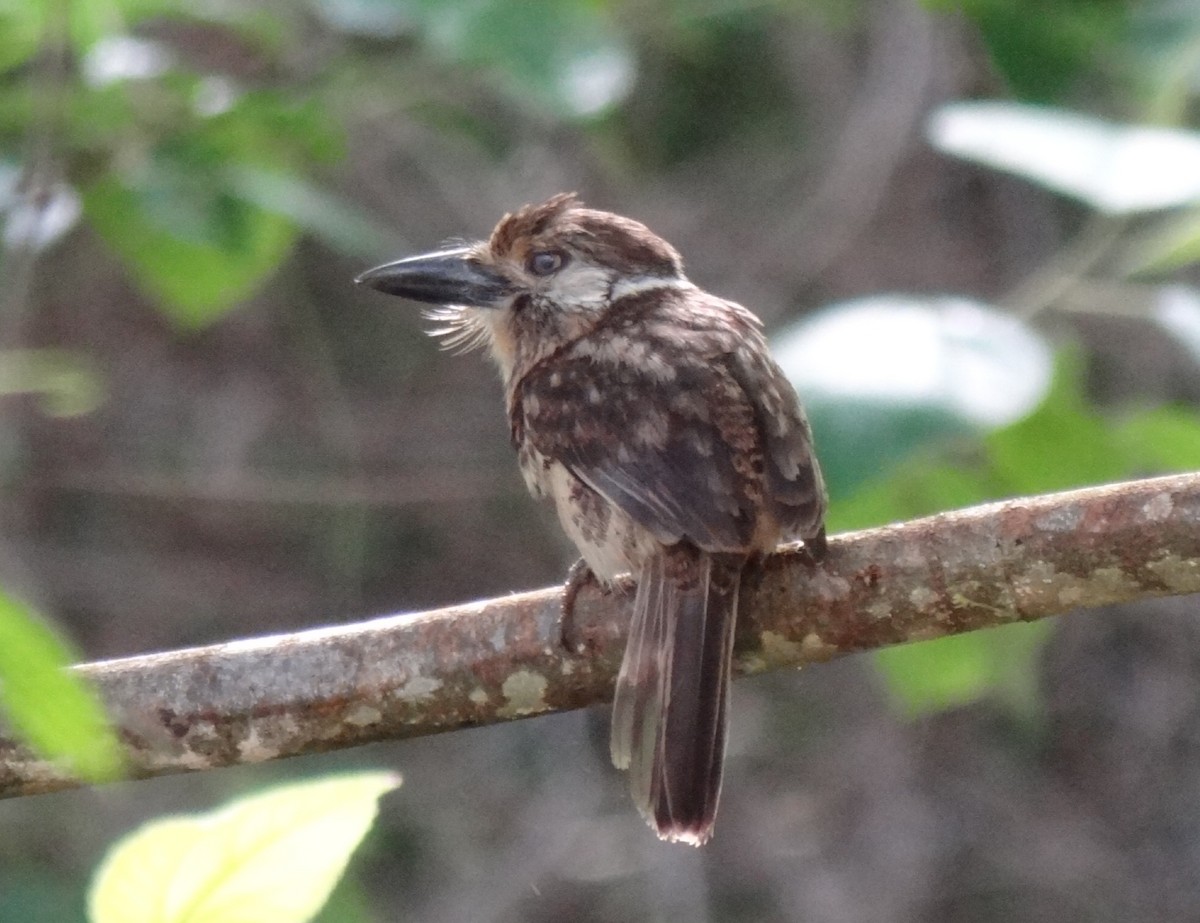 Two-banded Puffbird - ML620038424