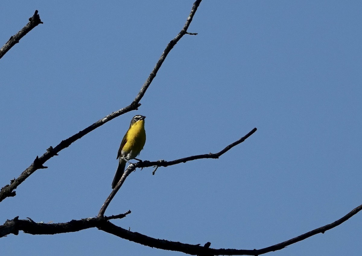 Yellow-breasted Chat - ML620038436