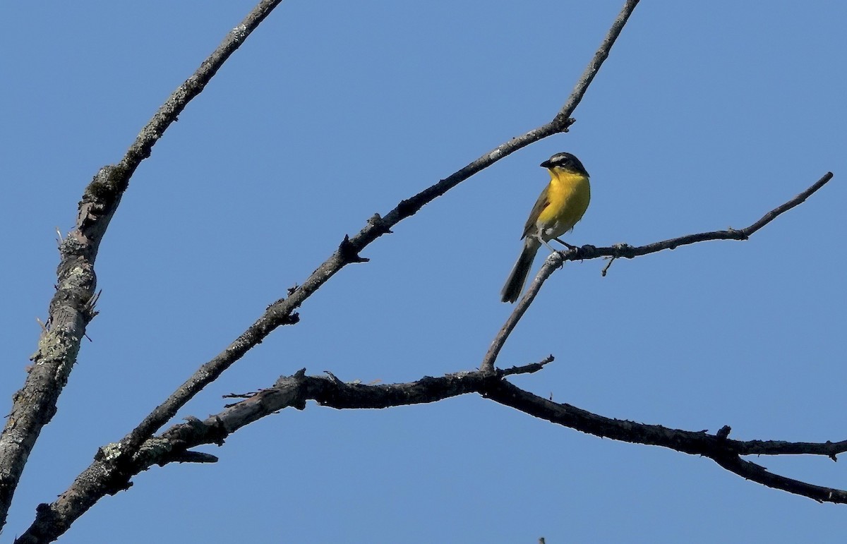 Yellow-breasted Chat - ML620038437